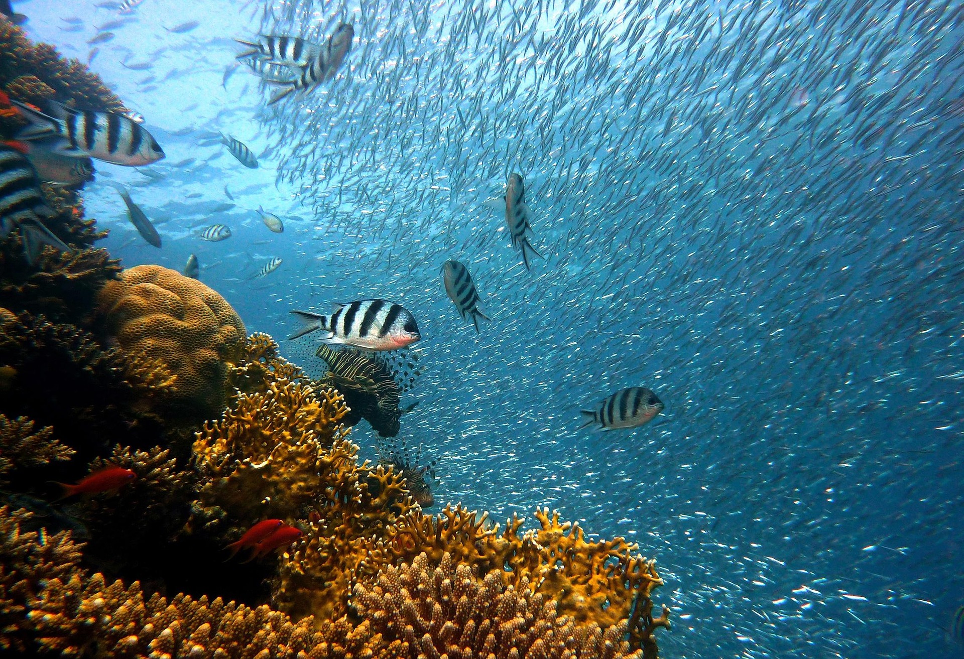 Corail & Poissons